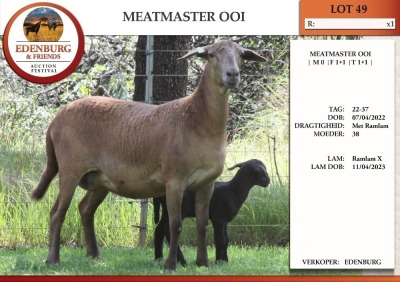 1+1X MEATMASTER EWE EDENBURG