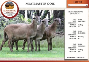 3X MEATMASTER EWE EDENBURG (Pay per Animal)