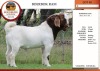 1X BOER GOAT FLOCK BUCK EDENBURG