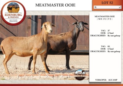 2+1X MEATMASTER EWE AUCAMP (Pay per Animal)