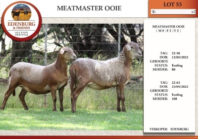 2X MEATMASTER EWE EDENBURG (Pay per Animal)