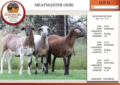 3X MEATMASTER EWE EDENBURG (Pay per Animal)