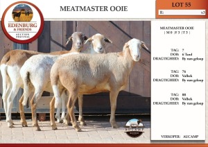 3X MEATMASTER EWE AUCAMP (Pay per Animal)