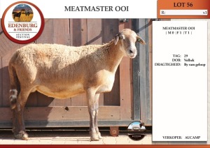 1X MEATMASTER EWE AUCAMP