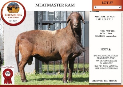 1X MEATMASTER RAM VAN HEERDEN