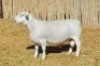 1X WIT DORPER RAM NOOITGEDACHT DORPERSTOET - T5 - 2