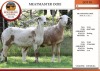 2X MEATMASTER EWE EDENBURG (Pay per Animal)