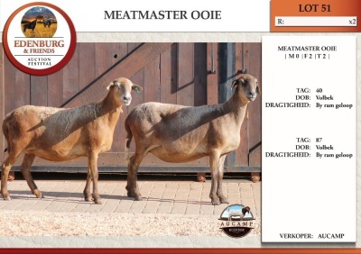 2X MEATMASTER EWE AUCAMP (Pay per Animal)