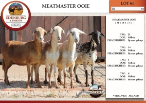 3X MEATMASTER EWE AUCAMP (Pay per Animal)