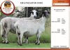 2+3X MEATMASTER EWE EDENBURG (Pay per Animal)