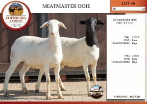 1X MEATMASTER EWE AUCAMP 