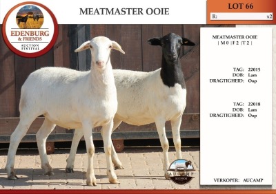 1X MEATMASTER EWE AUCAMP