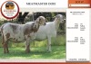 2+2X MEATMASTER EWE EDENBURG (Pay per Animal)