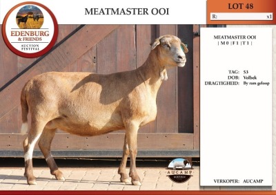 1X MEATMASTER EWE AUCAMP