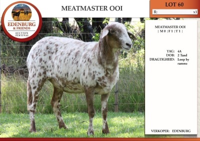 1X MEATMASTER EWE EDENBURG