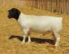 1X DORPER RAM NOOITGEDACHT DORPERSTOET - STOET/STUD - 2