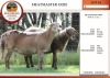 2+1X MEATMASTER EWE EDENBURG (Pay per Animal)