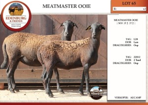 1X MEATMASTER EWE AUCAMP 