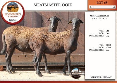 1X MEATMASTER EWE AUCAMP