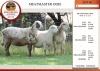 3+1X MEATMASTER EWE EDENBURG (Pay per Animal)