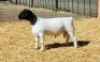 1X DORPER RAM NOOITGEDACHT DORPERSTOET