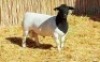 1X DORPER RAM NOOITGEDACHT DORPERSTOET - 4