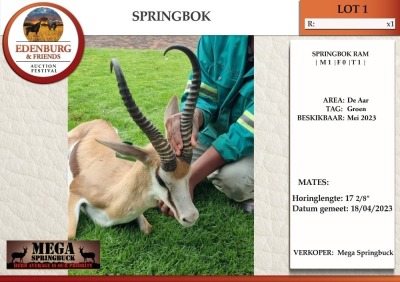 1X SPRINGBOK M:1 MEGA SPRINGBOK