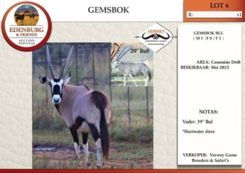 1X GEMSBOK M:1 VERWEY GAME BREEDERS & SAFARI'S