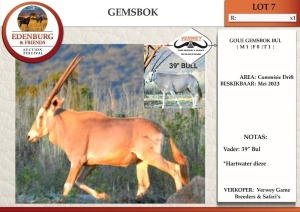 1X GOUE GEMSBOK M:1 VERWEY GAME BREEDERS & SAFARI'S