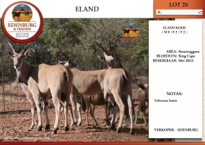 2X ELAND V/F:2 EDENBURG (Betaal per dier)