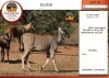 3X ELAND V/F:3 EDENBURG (Betaal per dier)