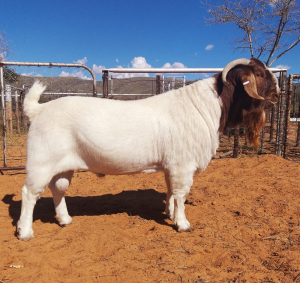 1X BOERBOK RAM WITSAND BOERDERY - STOET/STUD