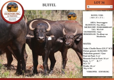 1X OOS AFRIKA BUFFEL 18 6/8" SCI 71" V/F:1 EDENBURG