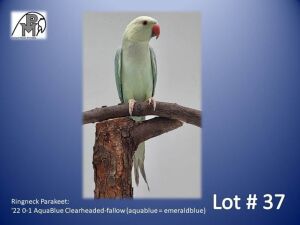 0-1 '22 Ringneck Parakeet: AquaBlue Clearheaded-fallow (aquablue = emeraldblue) - Herbst & Seuns Voëlboerdery