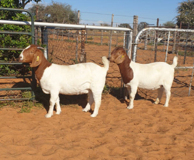 2X BOERBOK OOI/EWE WITSAND BOERDERY  - KUDDE/FLOCK