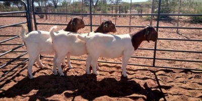 3X BOERBOK OOI/EWE JH GOUWS - KUDDE/FLOCK