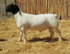 1X DORPER RAM NOOITGEDACHT DORPERSTOET - 2