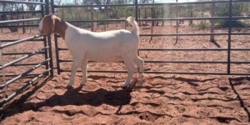 1X BOERBOK OOI/EWE JH GOUWS - POTENSIELE STOET/POTENTIAL&nbsp;STUD