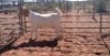 1X BOERBOK OOI/EWE JH GOUWS - POTENSIELE STOET/POTENTIAL&nbsp;STUD