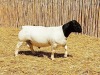 1X DORPER RAM NOOITGEDACHT DORPERSTOET - STOET/STUD