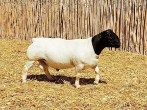 1X DORPER RAM NOOITGEDACHT DORPERSTOET - STOET/STUD