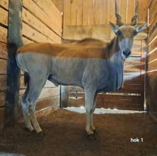 1X Eland M:1 4 Dimension Wildlife Services