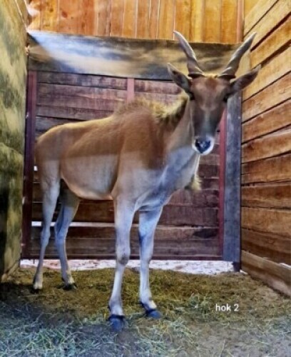 1X Eland M:1 4 Dimension Wildlife Services
