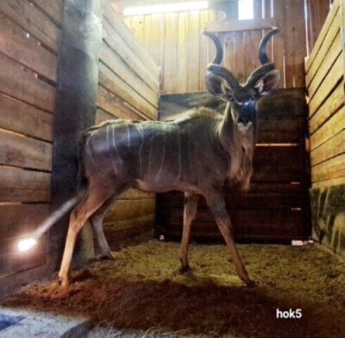 1X Kudu M:1 4 Dimension Wildlife Services