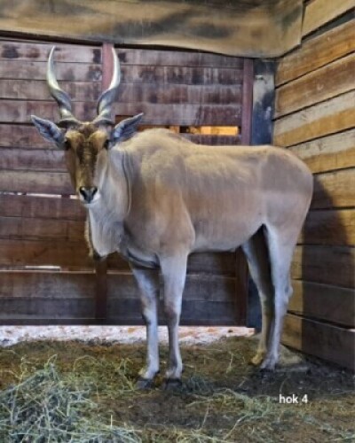 1X Eland M:1 4 Dimension Wildlife Services
