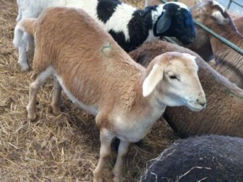 1X OOI/EWE WILGERBOOM MEATMASTERS 