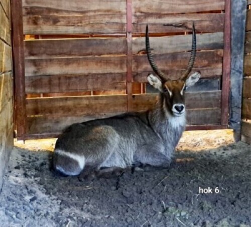 1X Waterbuck M:1 4 Dimension Wildlife Services