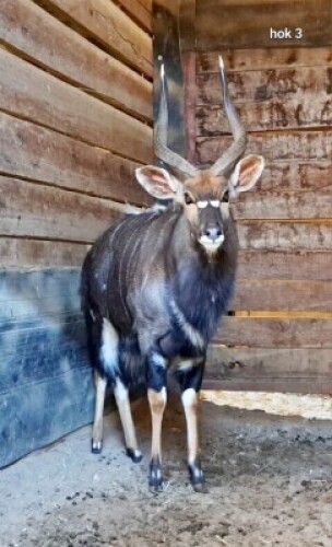 1X Nyala M:1 4 Dimension Wildlife Services