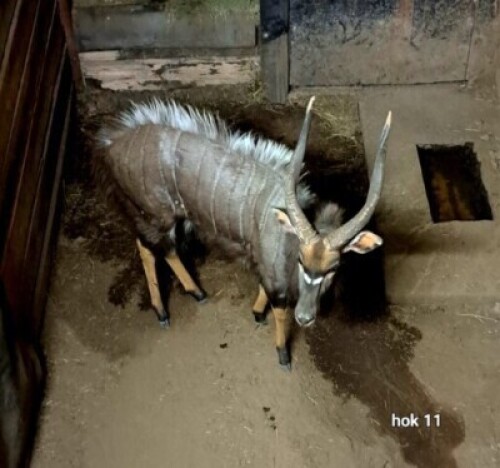 1X Nyala M:1 4 Dimension Wildlife Services