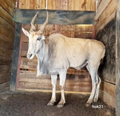 1X Eland M:1 Riaan